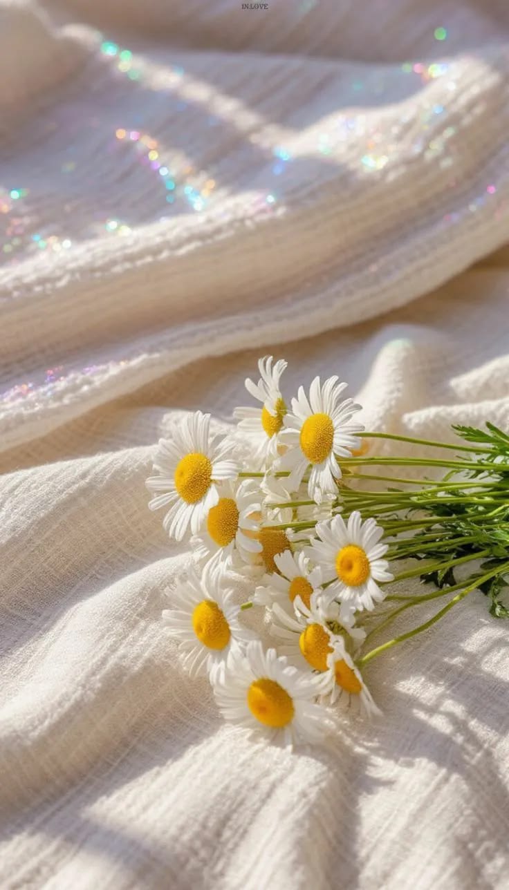 Camomille : Quels sont les bienfaits de son parfum ?