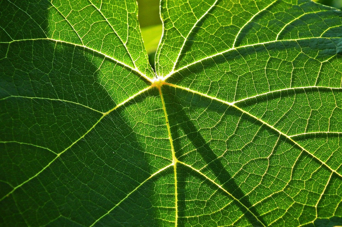 Les sachets de plantes : un trésor naturel pour parfumer votre intérieur et apaiser vos sens